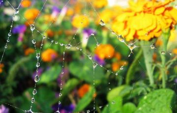 Погода в Україні: де сьогодні пройдуть дощі