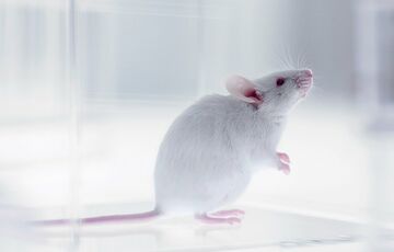 У Великій Британії дозволили тестувати косметику на тваринах