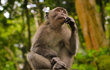 Віспа мавп: стало відомо про черговий летальний випадок у Європі