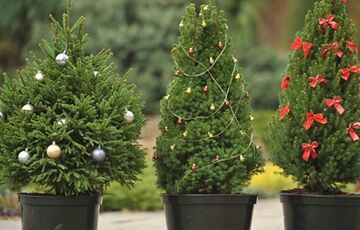 В Гослесагентстве рассказали, как правильно выбрать новогоднюю елку и ухаживать за ней