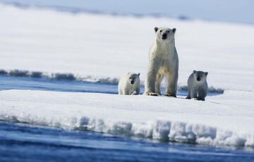 Уже не остановить: температура на Северном полюсе растет рекордными темпами