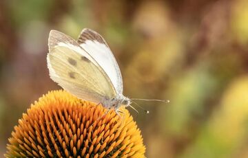 Синоптик дала прогноз погоды в Украине до конца июля 