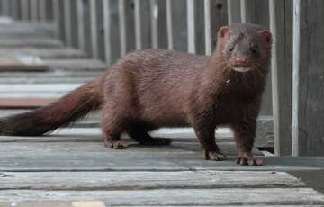 Уничтожил всех норок в стране: в Дании министр ушел в отставку после жуткого распоряжения 