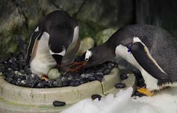 Пінгвіни-геї із зоопарку Сіднея вдруге стали батьками