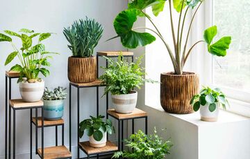 Які рослини приносять удачу до будинку