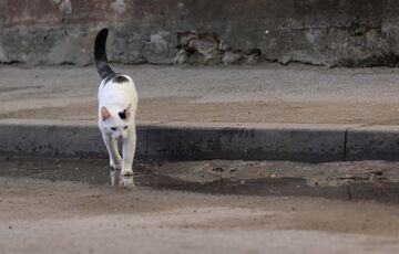 Стає холодніше: прогноз погоди на 10 березня