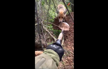 Лиса пыталась ”отжать” лопату у бойца ВСУ (забавное видео)