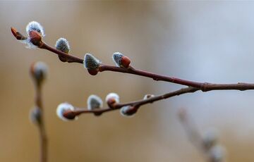 Погода в Україні: синоптики прогнозують дощі