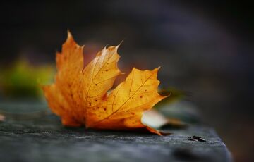 Без сюрпризів: прогноз погоди на 5 жовтня