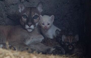 У зоопарку Нікарагуа пума народила унікальне дитинча: фото