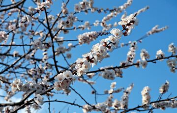 Погода в Україні: де пройдуть грозові дощі