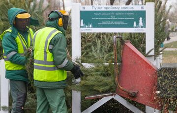 В Киеве 2 января заработают пункты приема новогодних елок: адреса