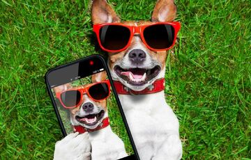 В Великобритании создан телефон, позволяющий собаке общаться с хозяином