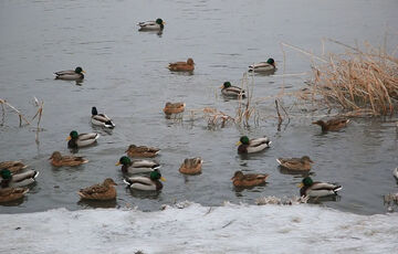 В Киев идет потепление: синоптики назвали точную дату 