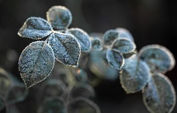 Синоптик спрогнозировал, когда в Украине начнутся первые заморозки