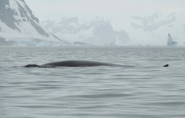 Украинские полярники впервые сфотографировали гигантского кита - финвала