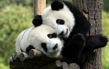 Китай відправить до США відразу кілька панд Китай відправить до США відразу кілька панд
