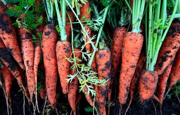 В Україні почала дешевшати морква