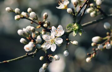Перші грози: якою буде погода в перший день квітня