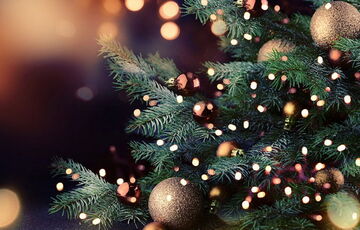 У Києві з 4 січня працюватимуть 44 пункти утилізації ялинок