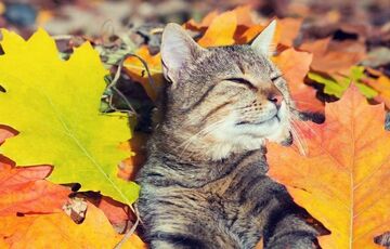 В Україну нагряне справжня осінь: синоптик попередила про значне похолодання