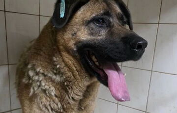 Пса Мишу с Теремков поместили в приют из-за догхантера Святогора