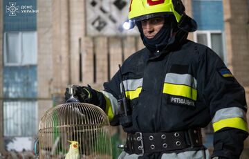 У Тернополі серед руїн знайшли живого папугу: відео