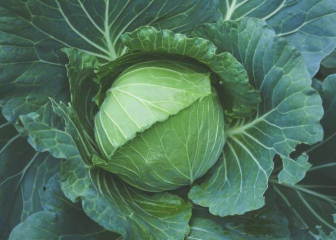 Назван овощ, который поможет быстро похудеть к лету  — фото 1