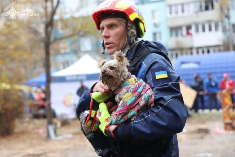 У Дніпрі з-під завалів житлового будинку врятували крихітного песика: кадри — фото 3