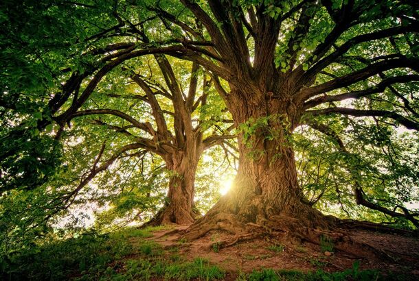 Заботимся о деревьях: важность и методы сохранения природы