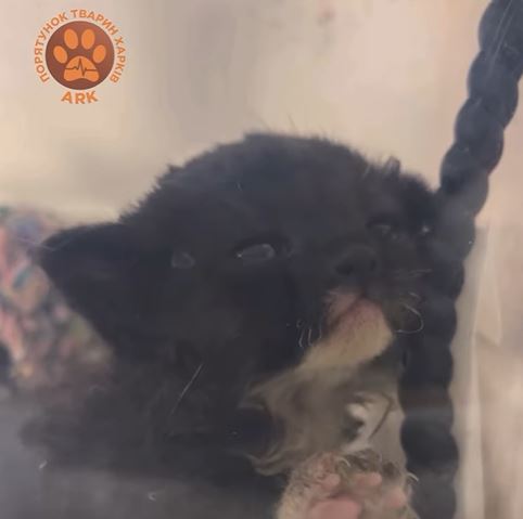 Кошеня, яке вчора врятували з-під завалів у Харкові, назвали Фенікс — фото 3