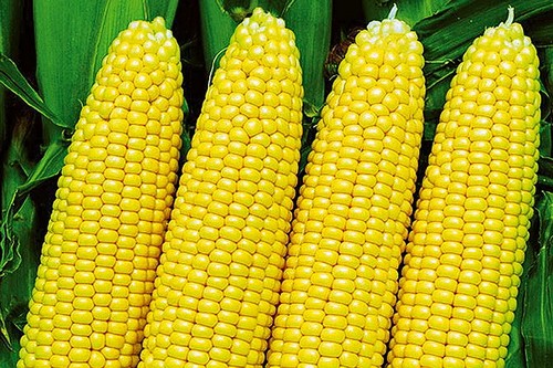 Корисна кукурудза: чому її варто додати в свій раціон — фото