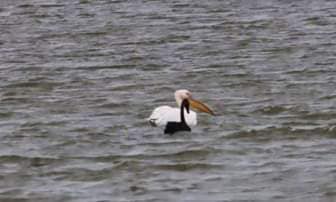 В ”Тузловских лиманах” заметили черного лебедя - птица могла прилететь из Херсонской области — фото