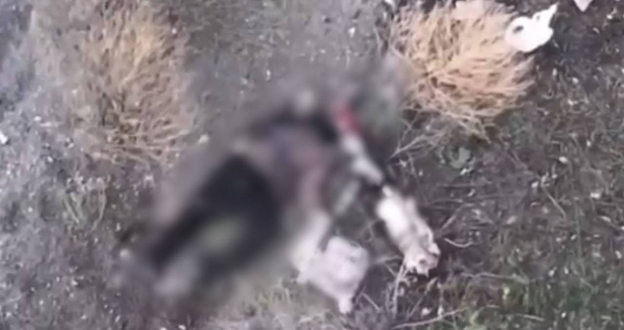 В Харьковской области россияне убили двух гражданских, которые шли вместе с собакой, подняв белый флаг — фото 3