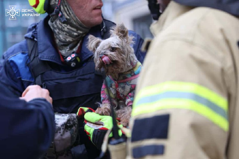У Дніпрі з-під завалів житлового будинку врятували крихітного песика: кадри — фото 5