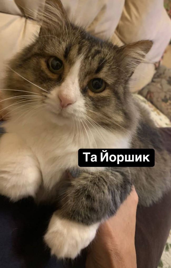 Россияне атаковали дом директора одесского зоопарка: потерялись животные (фото) — фото 4