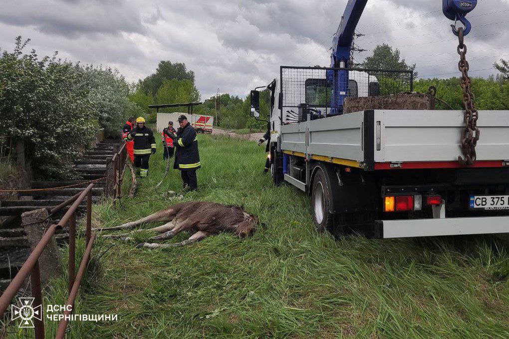 На Чернігівщині рятувальники допомогли лосю, який потрапив у водну пастку: фото — фото