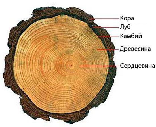 Годичные кольца деревьев: использование данных годичных колец для расчета связывания углерода — фото