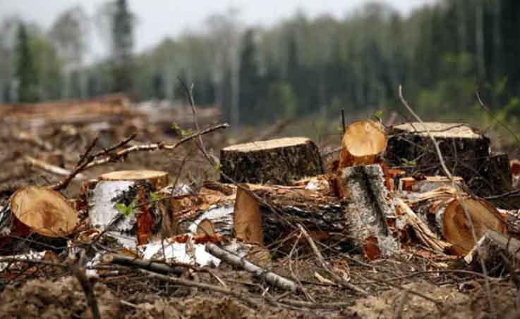 Восстановление леса и биоразнообразия: подход BEF — фото 1