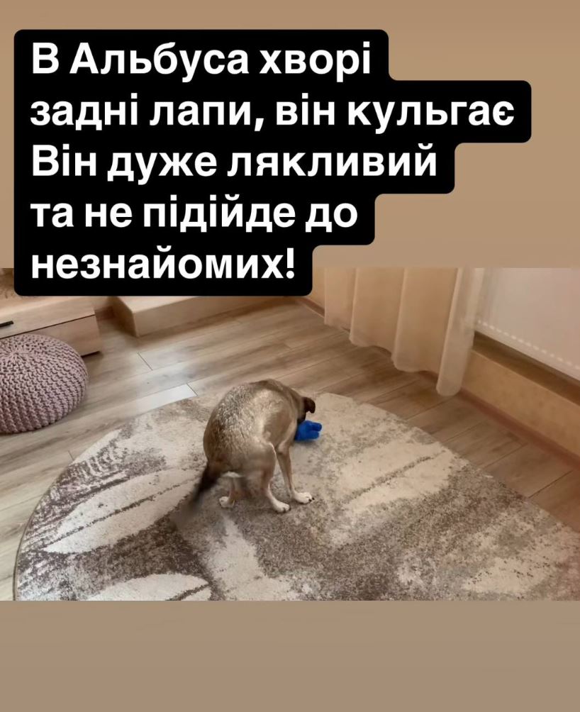 Россияне атаковали дом директора одесского зоопарка: потерялись животные (фото) — фото 2