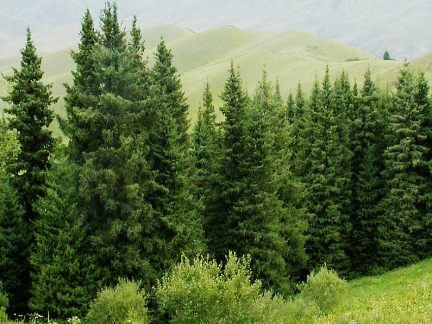 Сколько видов деревьев на нашей планете — фото 3