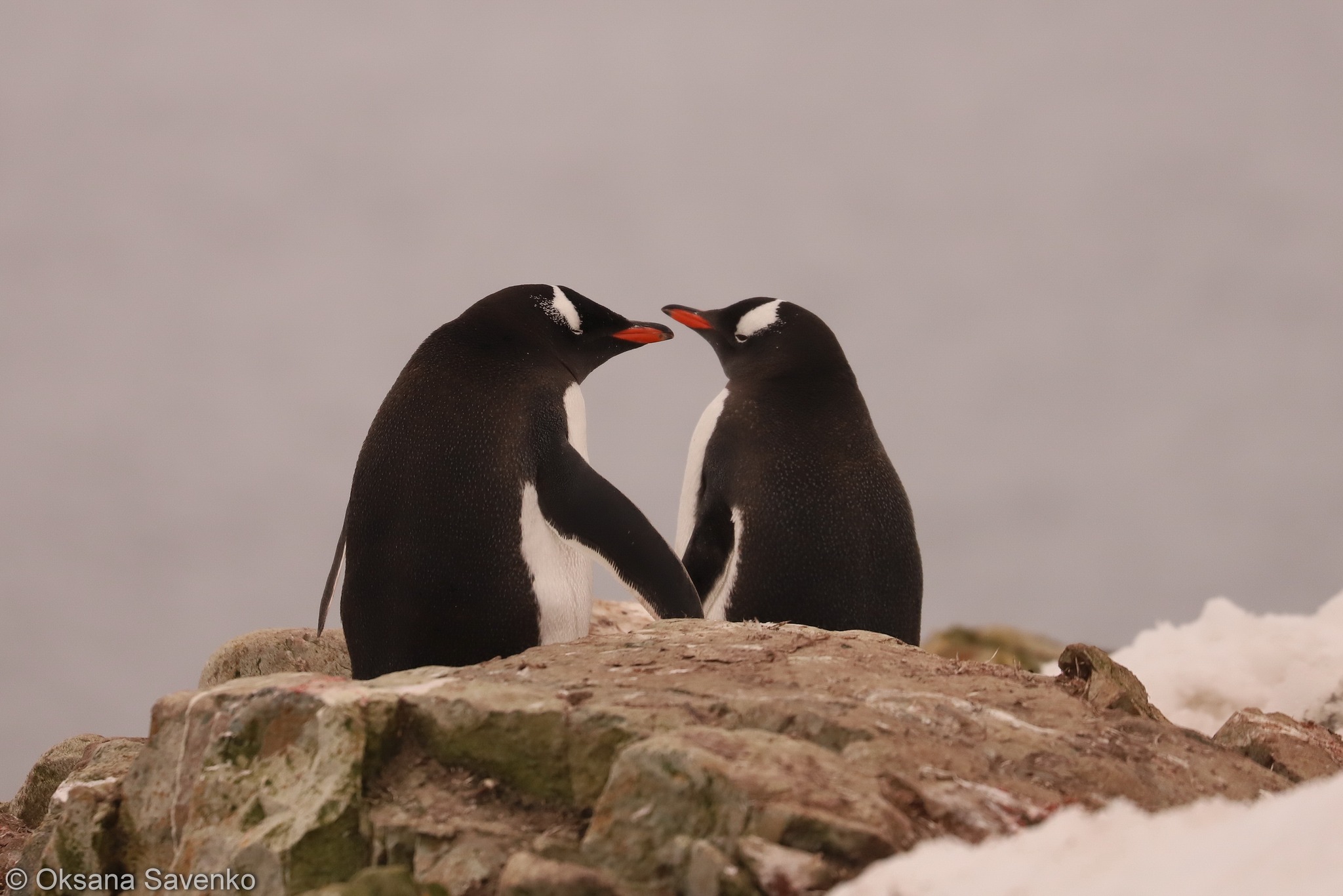 Біля антарктичної станції Вернадського вилупилися перші пташенята пінгвінів - ФОТО — фото