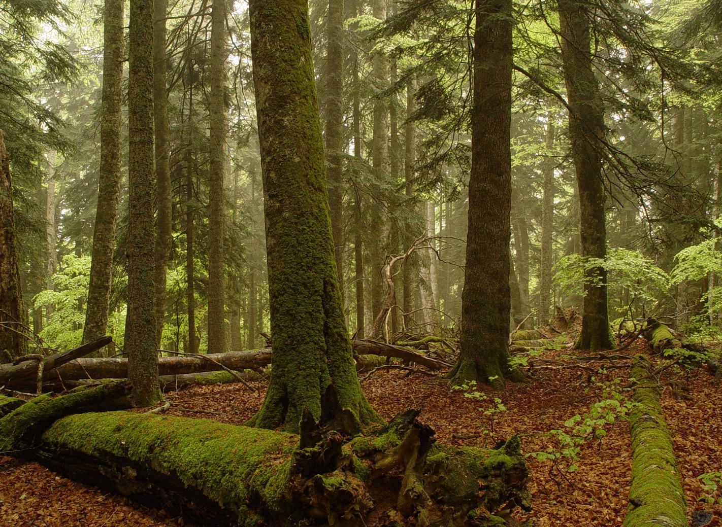 Година Землі 2021 Україна — збереження вікових лісів — фото