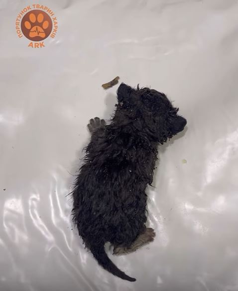 Кошеня, яке вчора врятували з-під завалів у Харкові, назвали Фенікс — фото 2