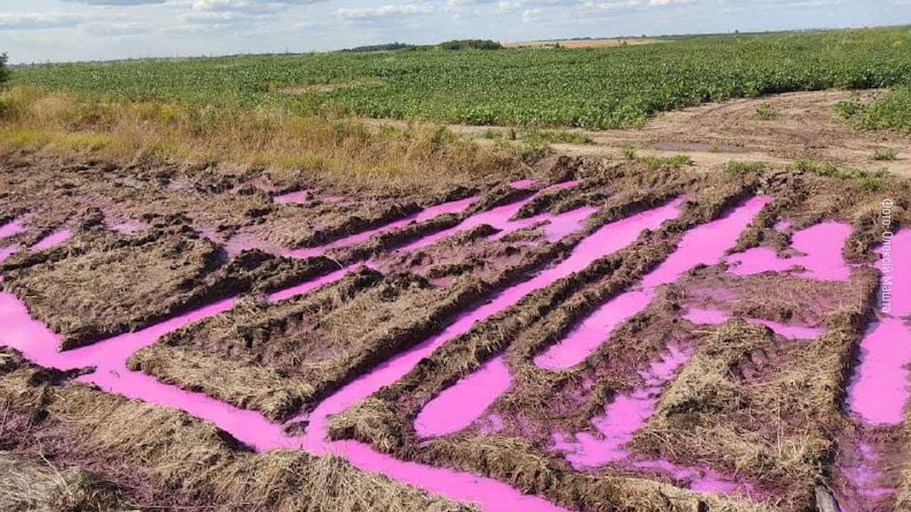 Ровно около. Розовая лужа. Кислотная розовая лужа. Фото розовые лужи.