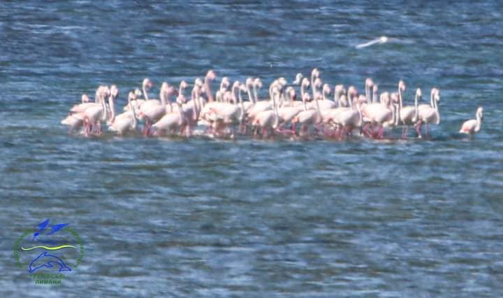 Удивительные розовые фламинго прилетели в Одесскую область: фото — фото