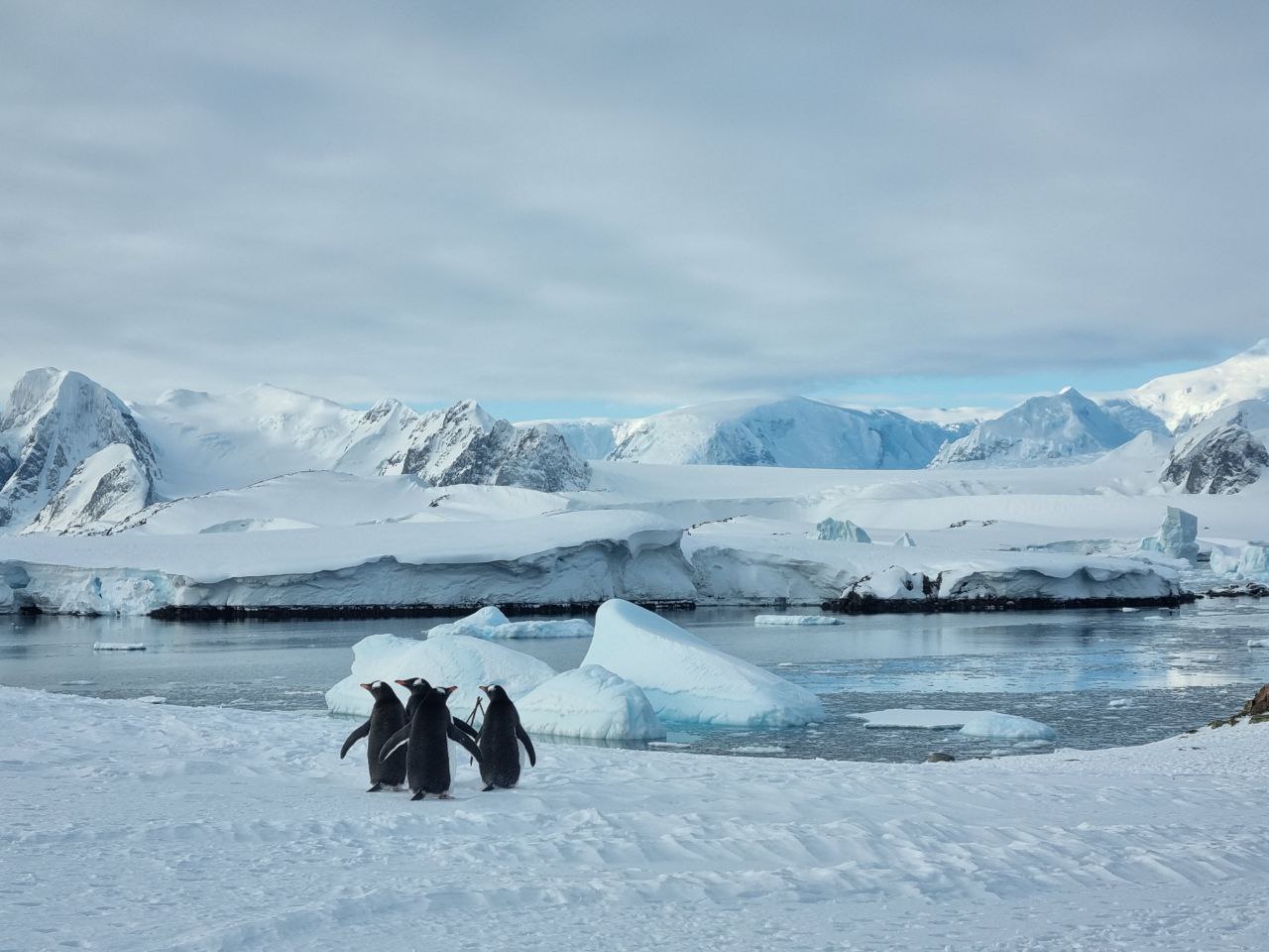 Ученые сообщили о рекордно теплой зиме в Антарктиде за 70 лет (фото) — фото 3