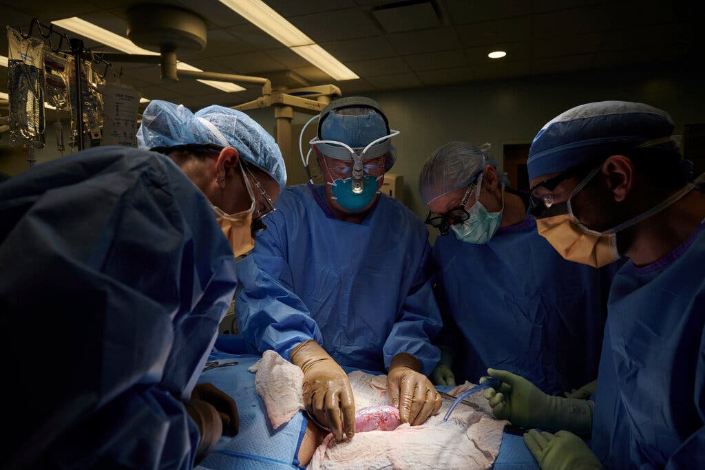 Хирурги в Нью-Йорке успешно пересадили почку свиньи пациенту-человеку — фото 1