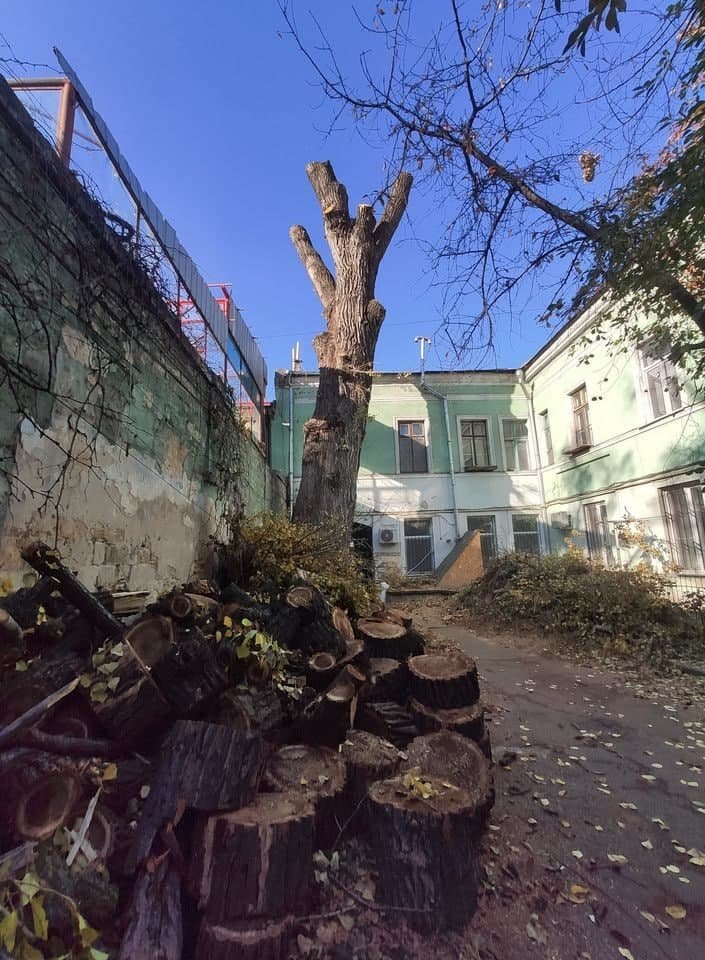 В Одессе коммунальщики разрушили ботанический памятник (ФОТО) — фото 1