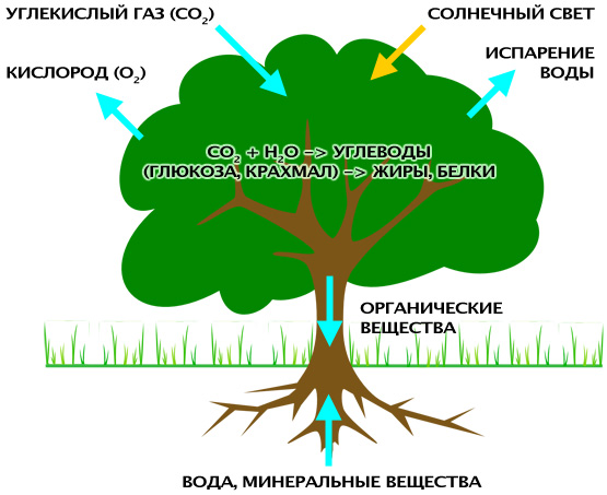 Как работает фотосинтез - основной процесс на Земле обеспечивающий жизнь — фото 1
